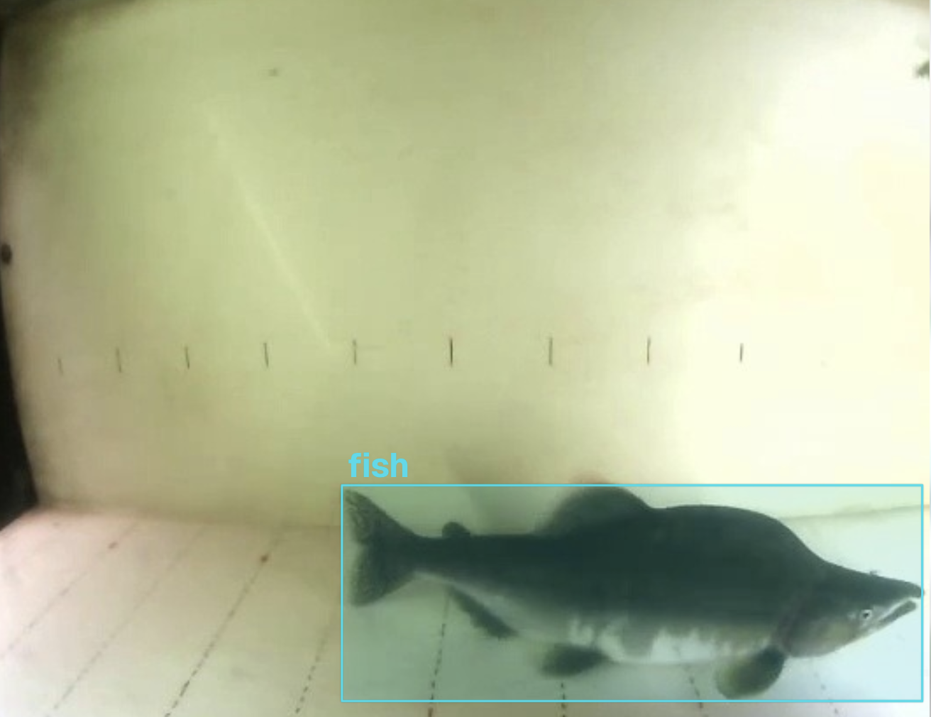 A frame from an underwater camera inside the chamber. A dark salmon-shaped fish is in the lower-right, with a cyan YOLO bounding box around it labelled 'fish'. Tick-marks along the chamber wall act as a length reference.