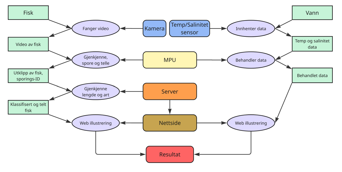 System dataflow diagram in Norwegian. Inputs 'Fisk' (fish) and 'Vann' (water) feed into 'Fanger video' and 'Innhenter data' nodes via cameras and a temperature/salinity sensor. The MPU forwards data to a 'Server' which performs 'Gjenkjenne lengde og art' (recognise length and species), then forwards to a 'Nettside' (website) and a 'Resultat' (result) node.